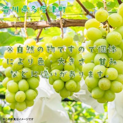 ふるさと納税 多度津町 シャインマスカット約1.2kg(2〜3房入り)【令和7年8月下旬発送!先行受付中】【B-13】 |  | 02