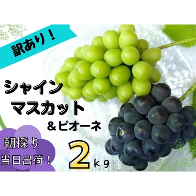 【2026年先行受付】訳あり岡山県産ぶどう詰合せ2kg(シャインマスカット+ピオーネ)【配送不可地域：離島】【1566981】