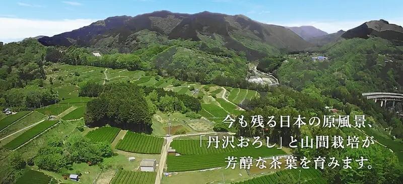 足柄茶リシール缶290g×24本入【お茶 足柄茶 神奈川県 南足柄市】