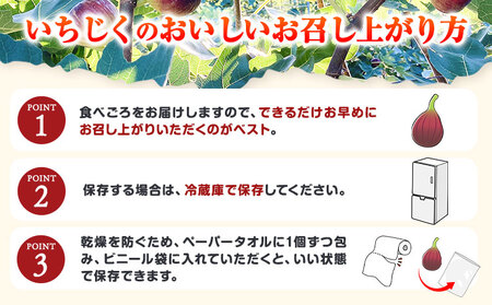 いちじくプリンセス ロハス農園《8月上旬-11月末の間で出荷》和歌山県 紀の川市 無花果 イチジク 【配送不可地域あり】