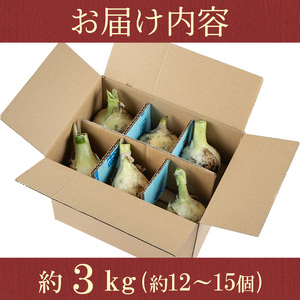 【P69001】＜先行予約受付中！2026年4月上旬以降準備ができ次第順次発送＞畑から台所へ直行便！學山堂の新玉ねぎ(計3kg・12～15個) 新たまねぎ 玉ねぎ 土付き 新鮮 国産 鹿児島県産 産地