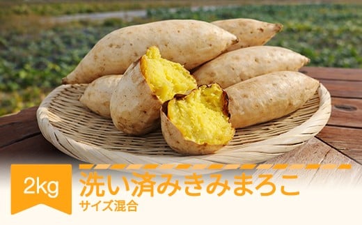 
            【先行予約】さつまいも きみまろこ 洗い 約2kg 村山市産 2026年産 令和8年産 山形県産 芋 ※沖縄・離島への配送不可 no-spkma2
          