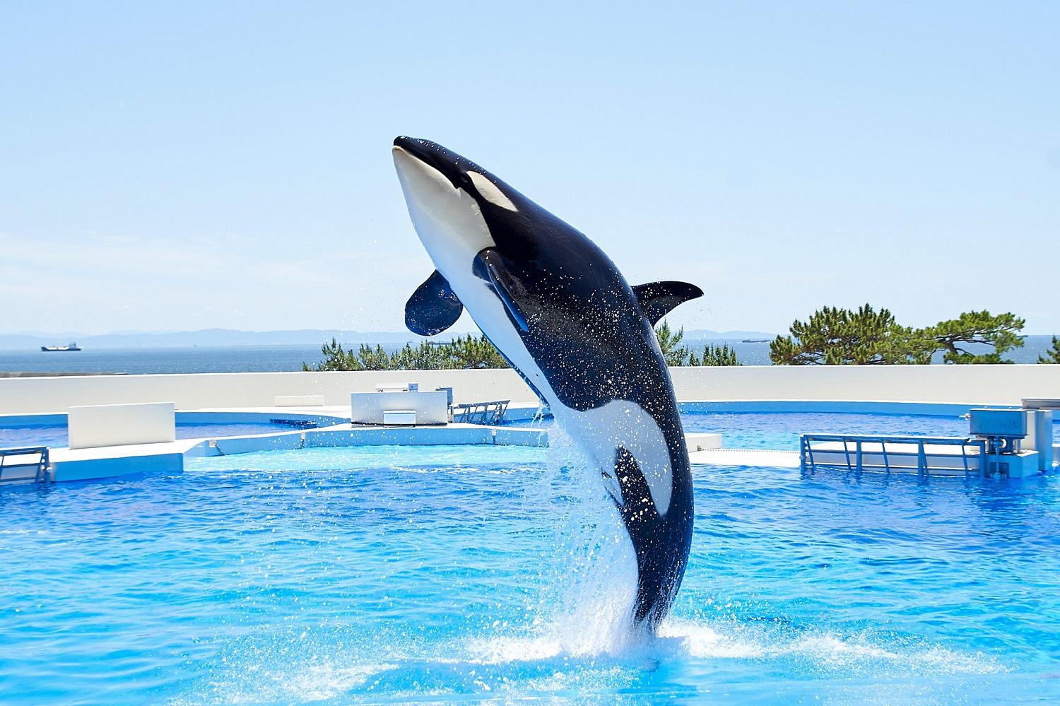 神戸須磨シーワールドホテル【水族館入館券付き】 ギフトクーポン　60,000円相当（有効期限：2025年4月1日～9月30日）