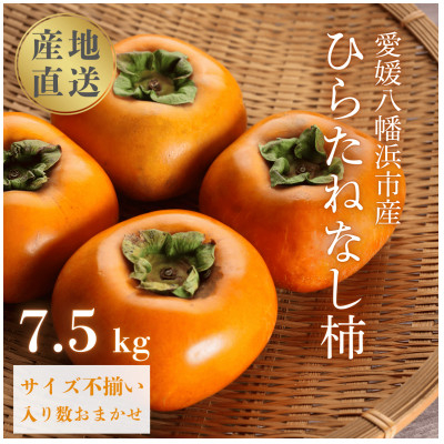 
            国安さんちの ひらたねなし柿 7.5kg ＜C20-27＞_ 柿 かき カキ 種無し 種なし柿 種無し柿 フルーツ 果物 くだもの 人気 美味しい 愛媛県 八幡浜市 ふるさと 【1323619】
          