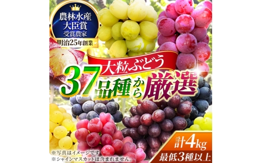 【37品種から厳選】大阪・柏原から届く「旬の宝石箱」大粒ぶどう詰め合わせ（シャインマスカット含まず）約4kg（2026年先行予約 8月下旬～9月上旬発送分）
