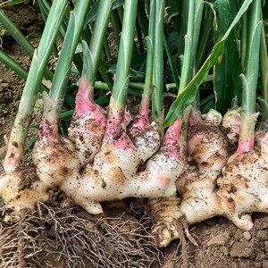 【先行受付】新生姜 4kg 水洗いのみ 生姜 生姜湯 ジンジャー しょうが ショウガ 4キロ 野菜 旬 季節限定 佃煮 甘酢漬け ジンジャーエール サラダ 新鮮 温まる 温活 冷え対策 国産 高知県 