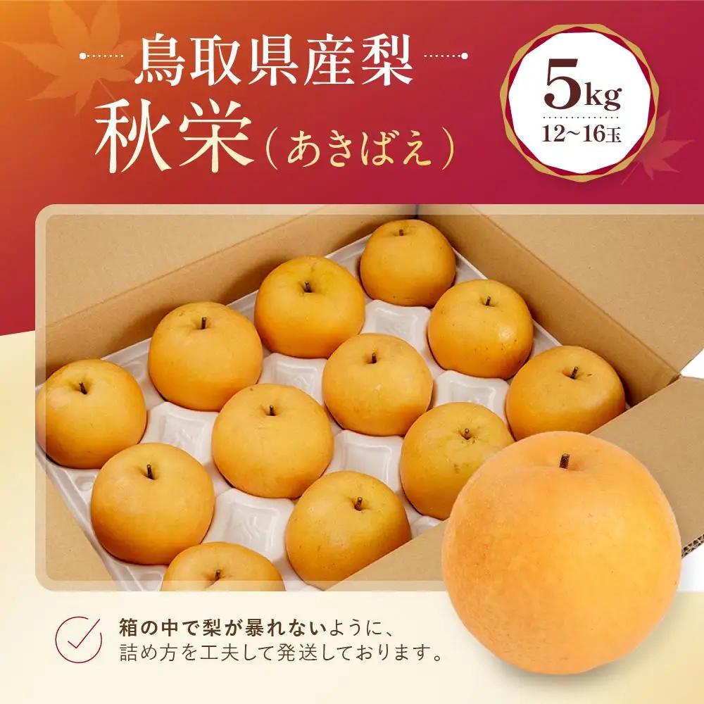 数量限定 鳥取県産梨 秋栄（あきばえ） 5kg（12～16玉）|梨