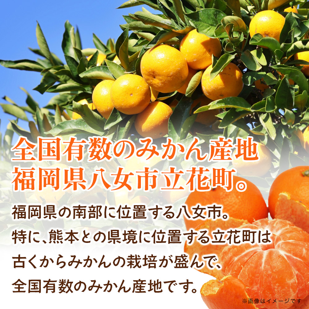 【先行受付】九州・福岡フルーツ王国八女 産地直送！ 旬のみかん 約5kg【2025年9月～12月頃発送】＜配送不可：北海道・沖縄・離島＞ みかん 旬 極早生 早生 レギュラー No.1 産地直送 福岡
