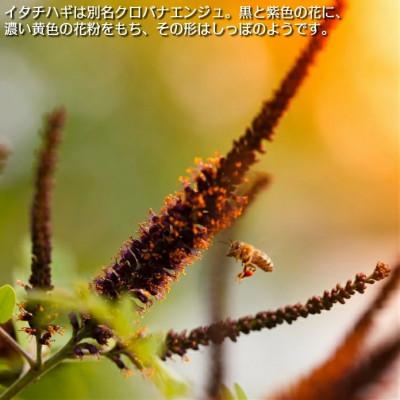 ふるさと納税 久慈市 【希少】「はちみつ イタチハギ 300g」国産 純粋 非加熱 無加糖 無添加 はちみつ |  | 01