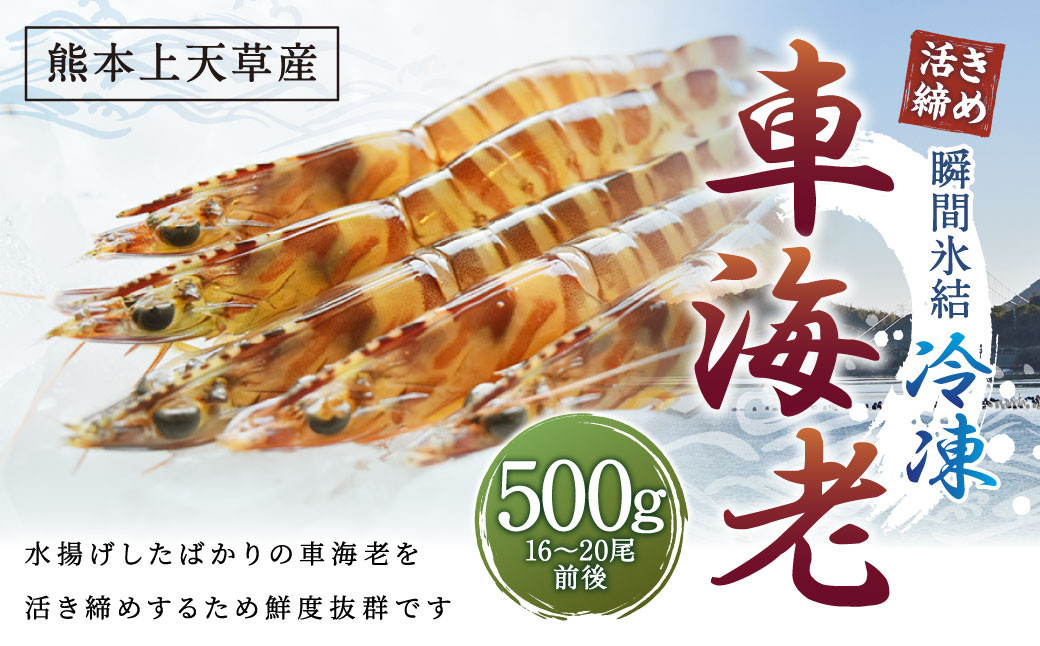 
【瞬間氷結】熊本天草産活き締め冷凍車海老 500g 16～20尾前後 250g×2パック 車海老 車エビ 車えび 海老 エビ えび 冷凍 活き締め 上天草市 天草 【2024年11月上旬～2025年2月下旬発送予定】
