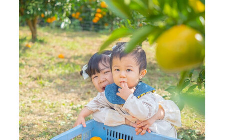 ＜品種厳選＞こだわりの貯蔵みかん　10キロ＜2025年12月20日出荷開始～2026年2月28日出荷終了＞【 みかん 神奈川県 小田原市 みかん】