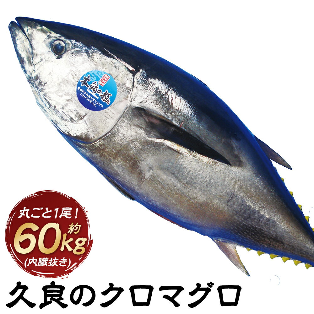 【ふるさと納税】久良のクロマグロ 丸ごと 1尾！（60kg 前後 内臓抜き） 養殖 本マグロ 本まぐろ まぐろ マグロ 鮪 赤身 トロ 魚 海鮮 刺身 冷蔵 お取り寄せ グルメ 愛媛県 送料無料 (293) 【えひめの町（超）推し！（愛南町）】【2025年9月上旬-2026年3月下旬まで発送予定】