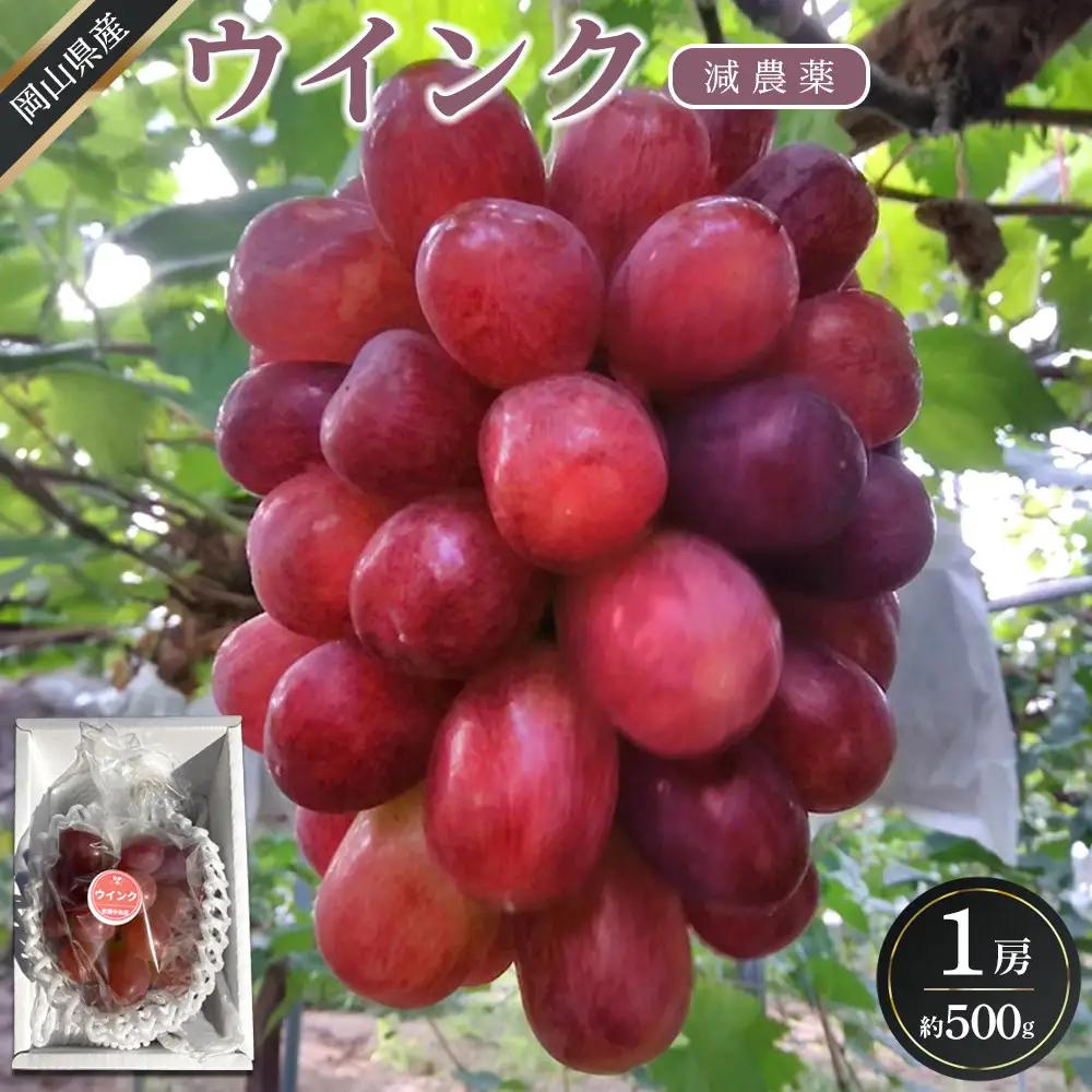 ぶどう 2026年  ウインク 1房 約500g  減農薬 ハウス栽培 葡萄  岡山県産 国産 フルーツ 果物 ギフト  ばんの農園 | ぶどう
