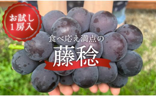 KF-B088-02【きよとうファーム】大粒ぶどうの藤稔　お試し１房入　/房600g以上 (岡山県産)