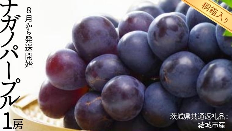 
            【 桐箱入り 】 ナガノパープル 1房 【2025年8月から発送開始】（茨城県共通返礼品 [ぶどう]：結城市産） 果物 フルーツ マスカット ぶどう ギフト 贈答 プレゼント 桐箱
          