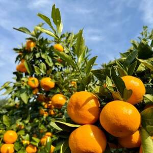 【旨味にこだわり】里見農園のみかん Mサイズ 3kg【1697683】