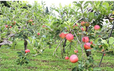 りんご サンふじ 約3kg  林檎 11月下旬 から発送開始 フジ さんふじ 贈答 お歳暮 ギフト 冬の贈り物 プレゼント 厳選 甘い 冬 果物 フルーツ おやつ 家庭 贈答 のし 季節 リンゴ 林檎