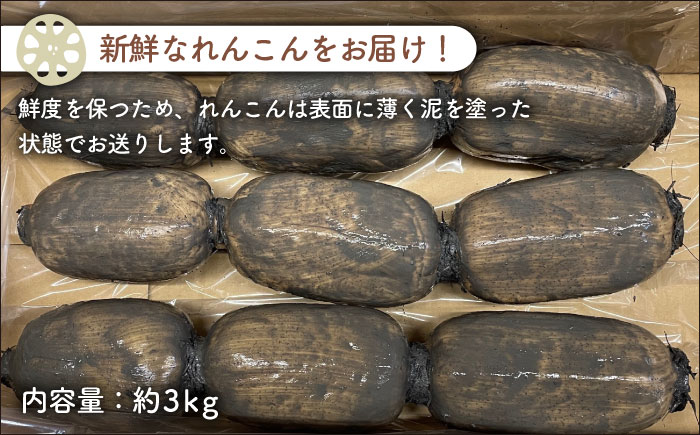 【令和7年10月以降発送】【金賞受賞！】松尾青果のこだわり白石れんこん 約3kg【松尾青果】 [IBD014]