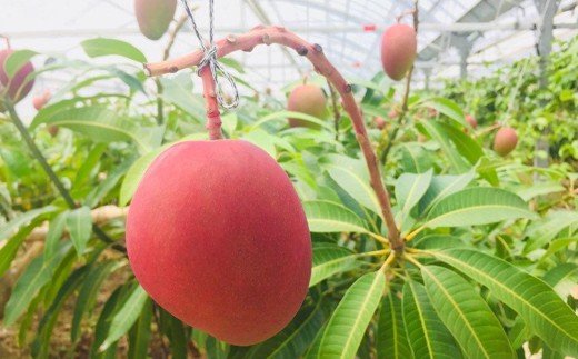 HI-2【2026年発送 予約受付分】石垣島のマンゴー 約2kg 