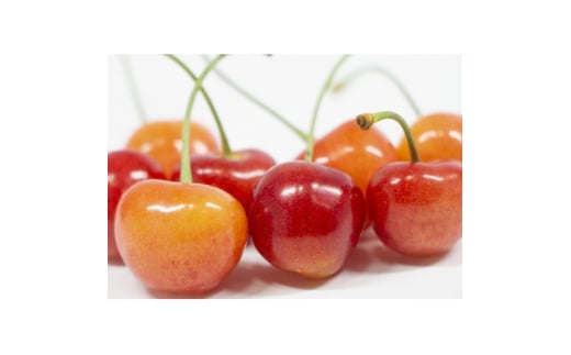 ＜2026年発送＞フルーツ王国　信州中野産　さくらんぼ　高砂　約400g(約200g×2パック)【1570381】