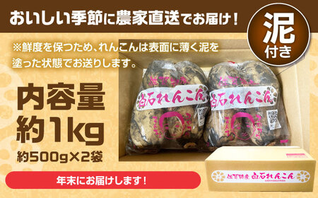 【年末発送】【金賞受賞！】松尾青果のこだわり白石れんこん 約1kg（500g×2袋）【松尾青果】[IBD017]