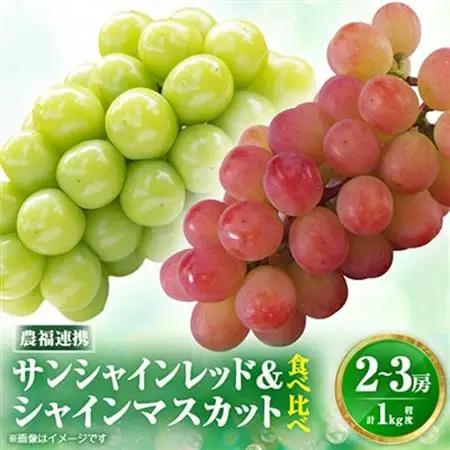 【2026年発送】サンシャインレッド＆シャインマスカット 贅沢2色食べ比べ 計1kg 【農福連携】【配送不可地域：離島】【1690334】