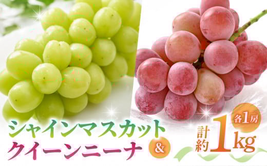 【先行受付2026年発送】シャインマスカット＆クイーンニーナ各1房（計1kg以上）※2026年9月中旬～10月中旬順次発送【さとのみ果樹園】