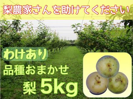 DS-21　わけあり梨（新甘泉・秋甘泉） 5kg