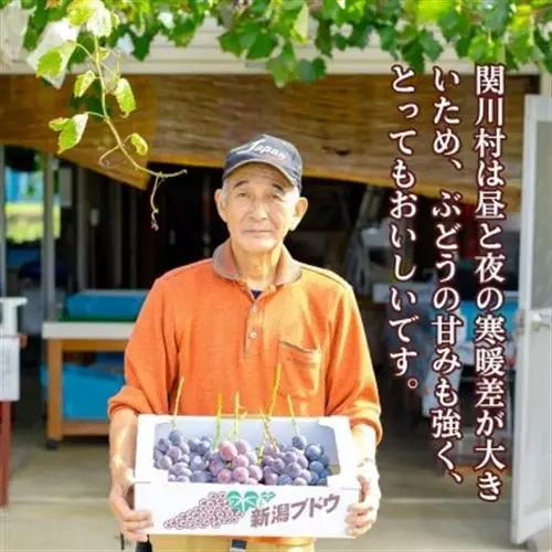 【先行予約】ぶどうの王様!種なし巨峰 約2kg [荒川峡ブドウ園]_種なし 巨峰 ぶどう 関川村産 フルーツ_【配送不可地域：離島】【1243930】