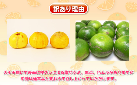 訳あり 旬 の 柑橘定期便 全5回 杉本屋 わけあり みかん定期便 極早生 完熟みかん 柑橘 みかん ポンカン 不知火 完熟 温州みかん 土佐文旦 文旦 ていきびん mikan 愛媛みかん 愛媛ミカン