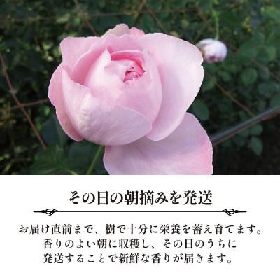 ふるさと納税 藤枝市 静岡県藤枝市　香るバラの朝摘みローズブーケ　生花 ギフト　Lサイズ |  | 02