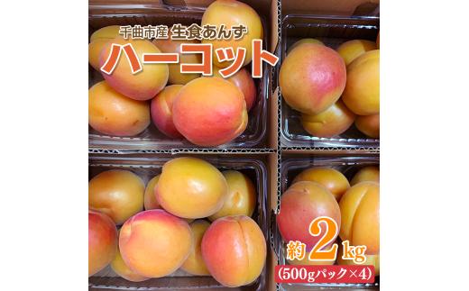 【2025年先行予約】【数量限定】 あんず ハーコット 生食用 約2kg｜ 杏子 アプリコット 長野県産 千曲市 信州
