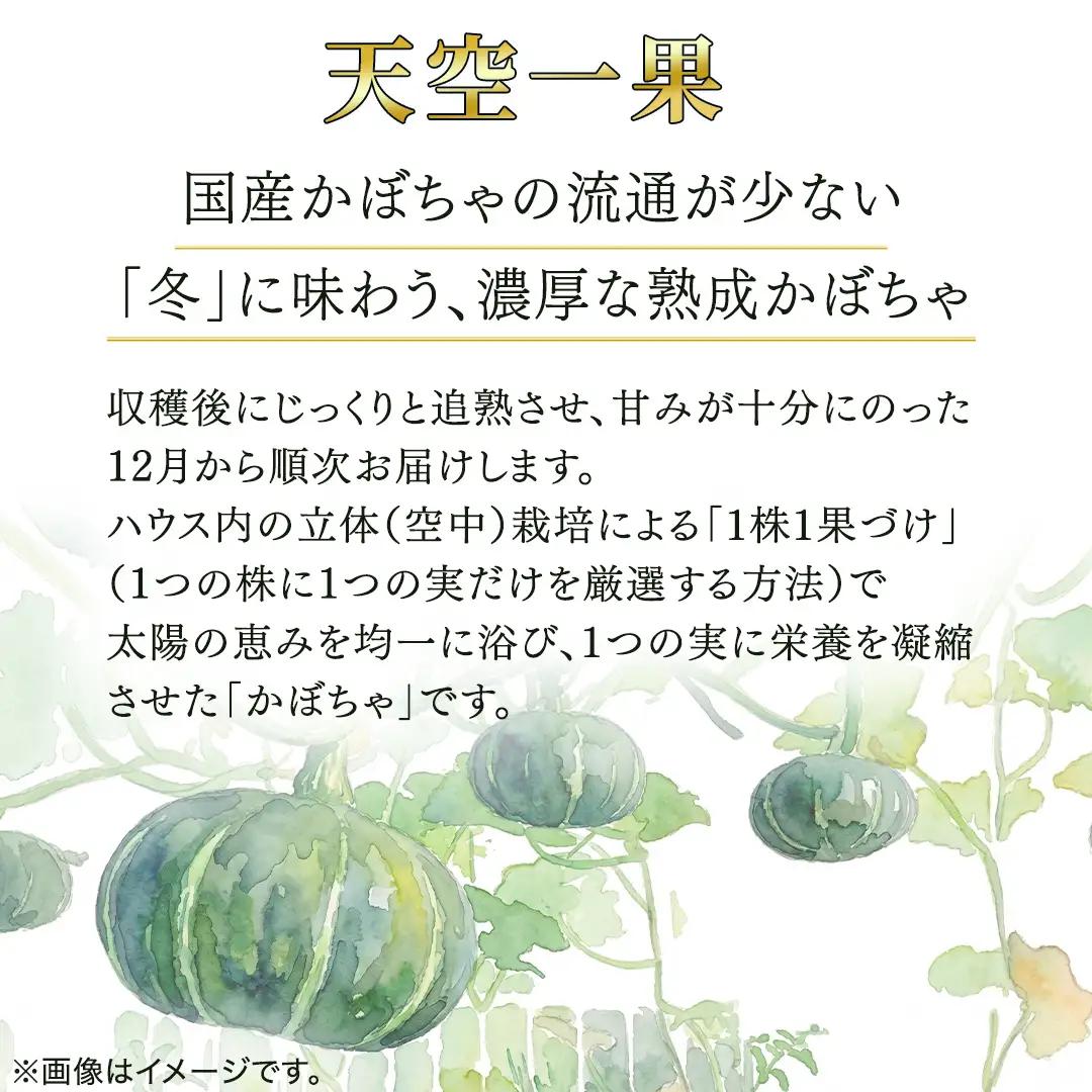 ≪ 2026年 収穫分 ≫ 桜川市産 高級かぼちゃ 天空一果 2玉 先行予約 藤田益弘 国産 希少 高級 かぼちゃ カボチャ 南瓜 野菜 旬 冬 ギフト 贈答 茨城県 桜川市 [CQ009sa]