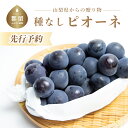 【ふるさと納税】【2025年 先行予約】山梨県産　種なしピオーネ2房(約1.0Kg） | 8月中旬以降お届け 送料無料 山梨 やまなし ブドウ 葡萄 ピオーネ 新鮮　甘い　美味しい　ジューシー　朝採れ　ぶどう　たねない　種無し　黒ぶどう　【冷蔵】