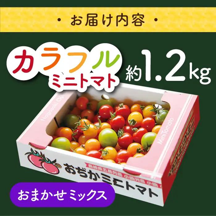 おまかせMIX カラフルミニトマト 約1.2kg [DAE002] ミニトマト