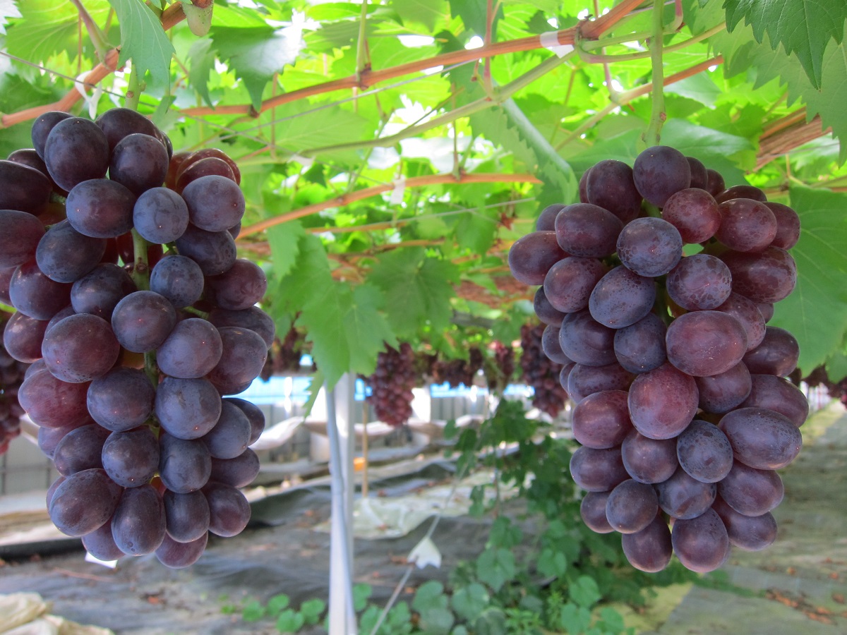 【2026年6月下旬～順次発送】おまかせオリジナル３種詰め合わせ（皮ごと食べられる品種1房含む）約1.8Kg_イメージ3