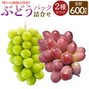 【ふるさと納税】岡山県産 ぶどう パック詰合せ 2種 2パック セット 約600g ぶどう シャインマスカット お任せ セレクト 晴王 ブドウ 葡萄 フルーツ 果物 果実 国産 岡山県 奈義町 送料無料 【2025年9月上旬～11月下旬発送予定】