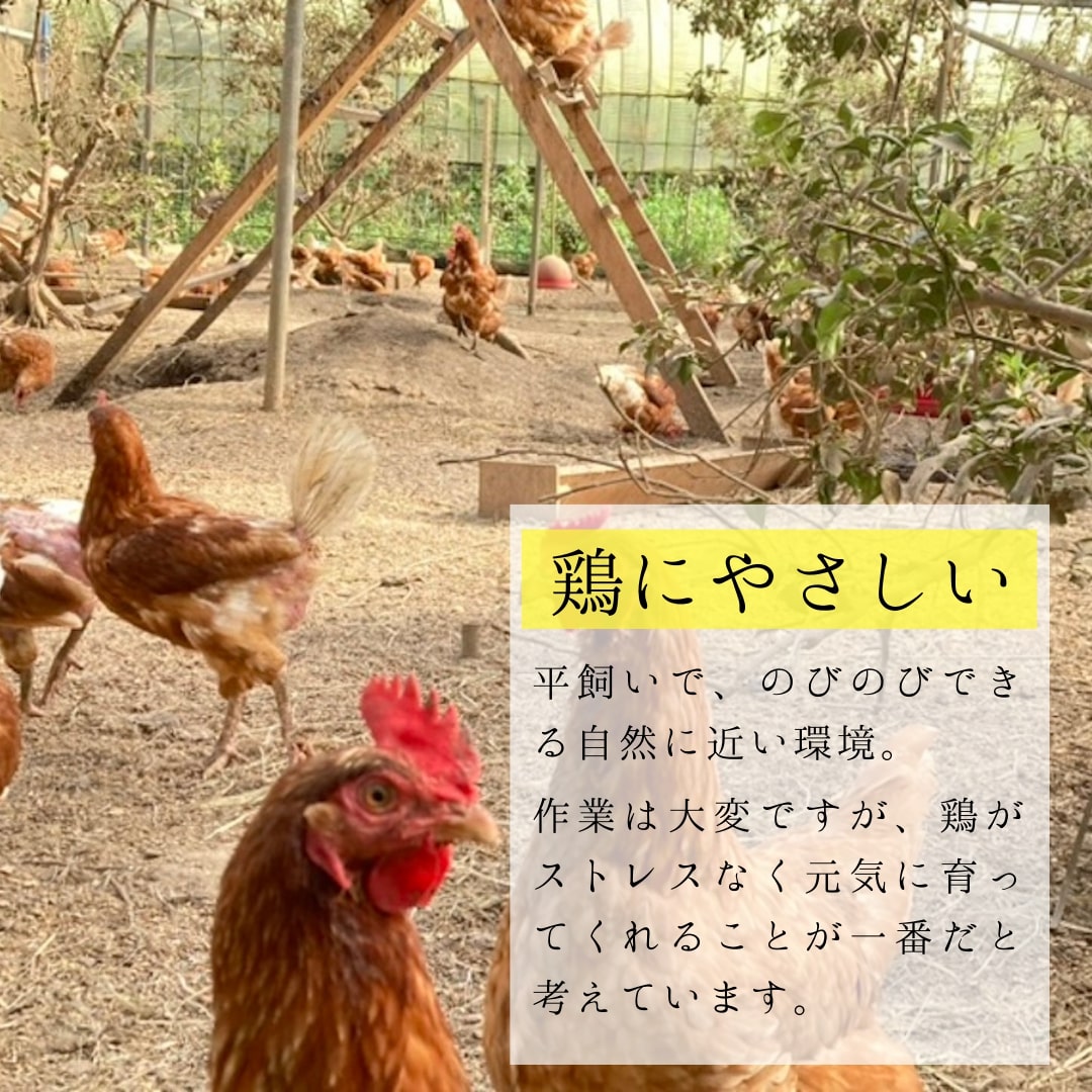 【3回定期便】平飼いで のびのび！ばあちゃんの昔たまご 40個/月 割れ保証あり B618_イメージ4