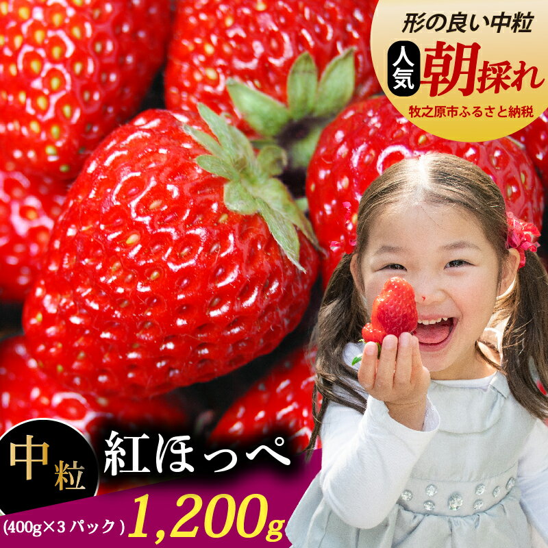 【ふるさと納税】 紅ほっぺ 中粒 1200g いちご 冷蔵発送 紅ほっぺ 400g × 3 パック 苺 イチゴ 1箱 ゆりかーご 土耕栽培 フルーツ 果物 スイーツ デザート 朝摘み ストロベリー おやつ 完熟 直送 ギフト 家庭用 贈答用 贈答 ギフト 贈り物 甘い ブランド農家直送