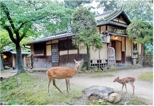 宿泊券 江戸三 1泊2食付宿泊券（2名様1室） チケット 奈良公園 C-37