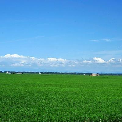 ふるさと納税 大潟村 サキホコレ精米2kg |  | 02