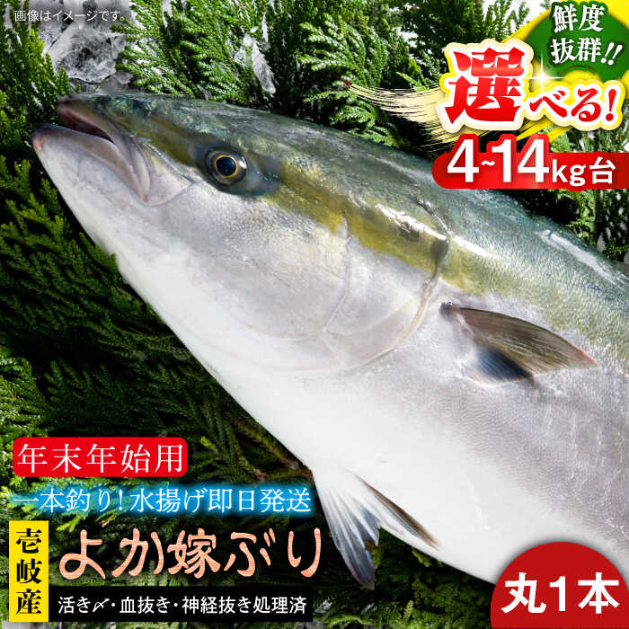 【ふるさと納税】【12/20〜翌1/5お届け】壱岐島産天然寒ブリ よか嫁ぶり（選べる4-14キロ台・丸もの）《壱岐市》【壱岐島 玄海屋】[JBS130]