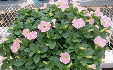 【4月末より順次発送】 サフィニア ももいろハート 鉢花　/ 瑞浪市 中山園芸 花 お花 お祝い 鉢植え 生花 ギフト プレゼント フラワー[AZDC005]