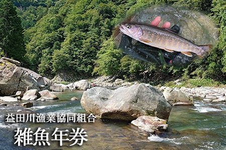 予約受付【令和7年】益田川雑魚年券 渓流釣り 釣り券 釣り つり 下呂市 つり券 あまご いわな 2024年【35-2】