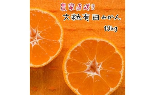 大粒 有田 みかん 10kg 【先行予約】 みかんの本場和歌山有田より農家直送！／11月中旬～発送予定    AO016