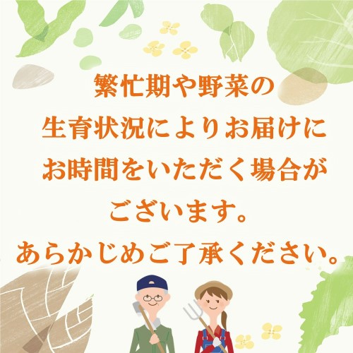 年間定期便12回 バーニャカウダ野菜セットレギュラー 12品 【有機野菜 おまかせ野菜セット イタリア野菜 西洋野菜 定期便】(H078143)