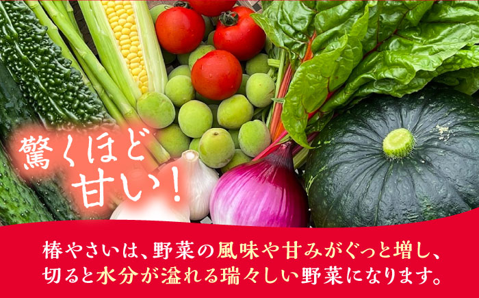 何が届くかはお楽しみ 椿やさいの野菜セット(8-10品)詰合せ 五島市/いきいきファーム [PCY001]