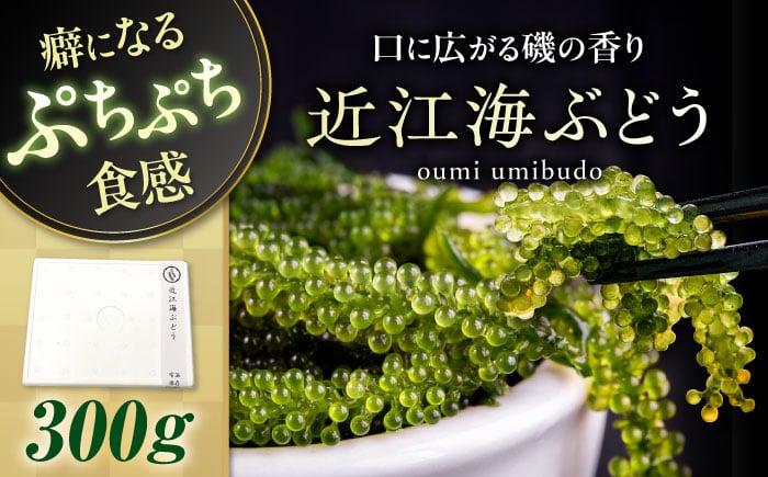 
            近江海ぶどう 300ｇ 滋賀県長浜市/ワボウ電子株式会社 [AQBA016] 海ぶどう 海ブドウ 海藻 海産物 新鮮 海鮮サラダ おいしい ダイエット 人気 健康 栄養 美容 美肌
          