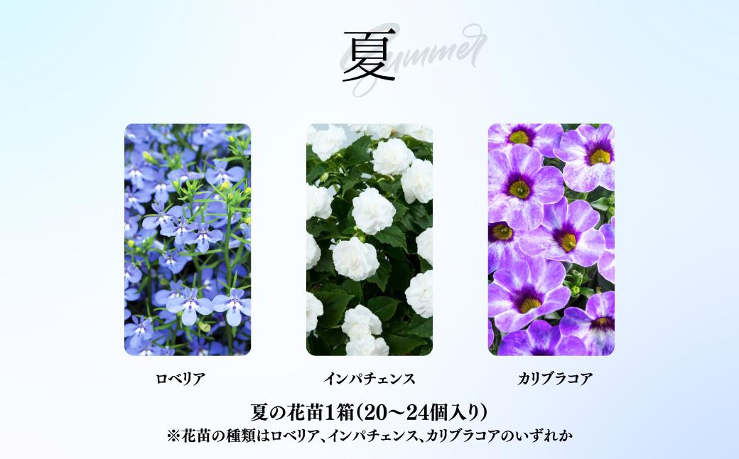 春夏秋冬 季節を感じる箱いっぱいの花苗（年4回 季節ごとにお届け) | 埼玉県 上尾市 花苗 春 夏 秋 冬 年4回コース フラワー ギフト 季節 お花 ガーデニング 旬 インテリア 園芸 工芸品 装