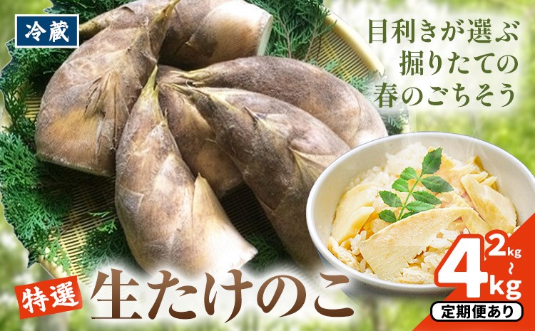 
                  ＼米ぬか付き／先行受付 令和9年産 特選生たけのこ 選べる 2kg 4kg 食べ比べ 2kg×2回《3月-4月頃出荷》熊本県産 南関 タケノコ 筍 竹の子 掘りたて 採れたて 春 野菜 国産 新鮮 炊き込みご飯 土佐煮 メンマ 産地直送 古賀商店 ふるさと納税 熊本 たけのこ
                